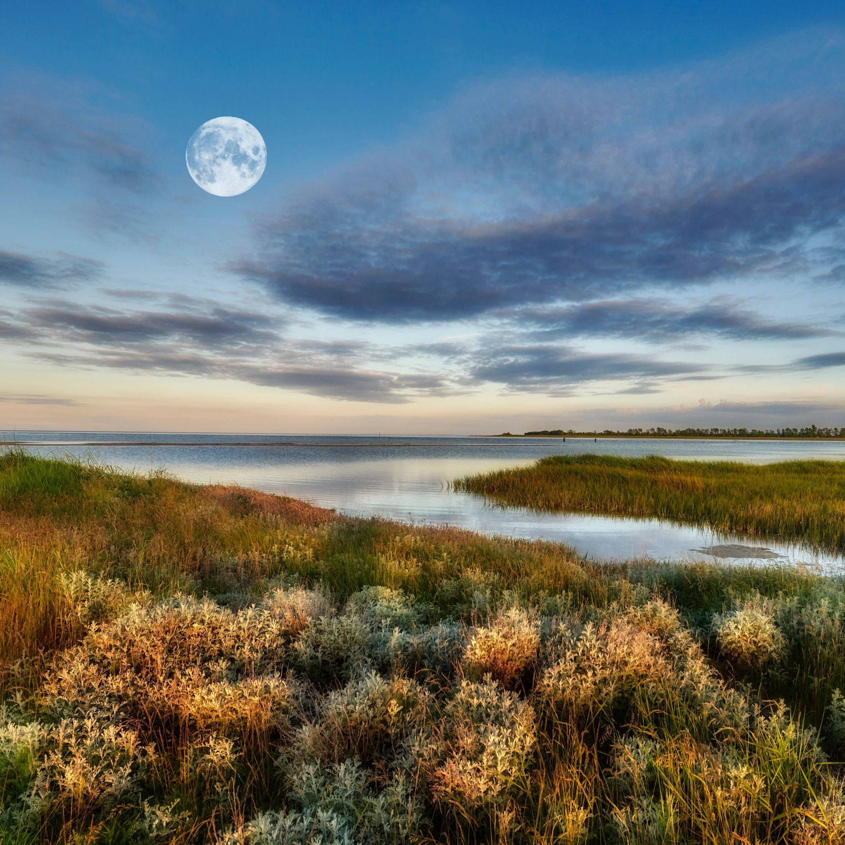 Tranquil coastal marsh with wild grasses and calm water at blue hour